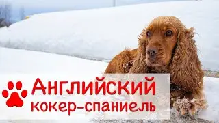 Английский кокер спаниель | Характер, содержание, воспитание