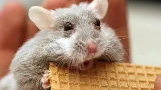 Cute Hamsters Compilation 2018