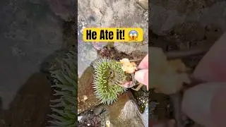 Sea Anemone Eats Crab! 😱 (Satisfying)  
