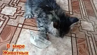 Котёнок Кузя впервые попробовал курицу. Ничего себе реакция...