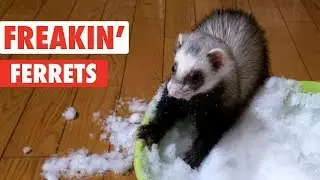 Freakin Ferrets | Funny Pet Video Compilation