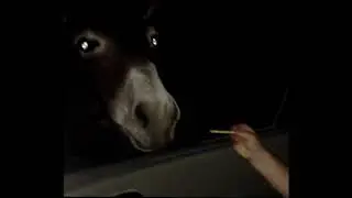 ДИКИЙ КИПРСКИЙ ОСЕЛ