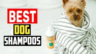 ✅Top 5 Best Dog Shampoos in 2024