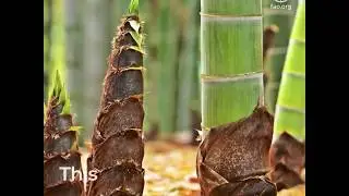 Damyang Bamboo Field, Republic of Korea, an FAO Globally Important Agricultural Heritage System