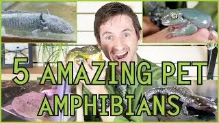 Five of the Best Pet Amphibians