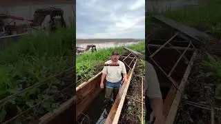 CRAWFISH FARMS PERFECT FOR DUCK HUNTING?? #crawfish #duckhunting #sudangrass