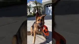 SENDING MY DOG TRICK OR TREATING…