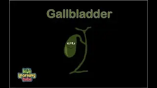 Human Body /Gallbladder Song /Human Body Systems