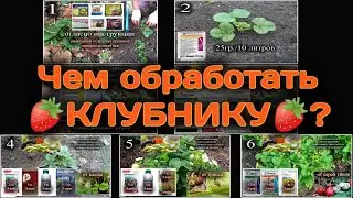 Чем обработать 🍓КЛУБНИКУ🍓 от клеща, от трипса, от вредителей и болезней. Belklubnika.by