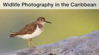 Costa Rica Part 7 - Shorebirds, herons and monkeys: The Caribbean coast