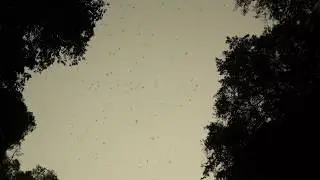 500,000 Birds Fly into Thailand Cave!