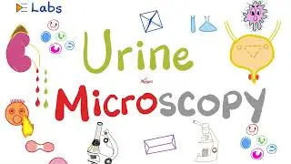 Urine Microscopic Examination - RBCs, WBCs, Tubular Casts - Urinalysis - Labs