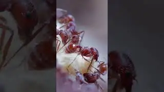 I Gave My Ants A Golden Oreo