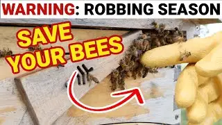 Beekeeping WARNING: It's Robbing Season, Protect Your Bees!