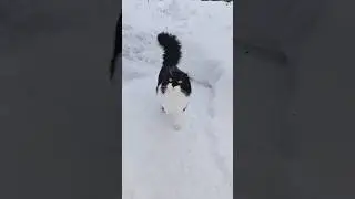 Котик Кузя пускает свой носик по ветру 