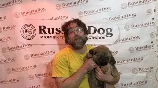 5 Выпуск о щенках тибетского мастифа 2018/19 год - питомник РашенДог (RussianDog) Казань