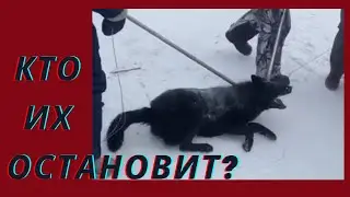 Багряный снег Якутска