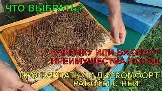 Что лучше для пасеки КАРНИКА ИЛИ БАКФАСТ как ПОДОБРАТЬ ПЧЁЛ нужна ли КАРПАТКА преимущества пород ✅🐝