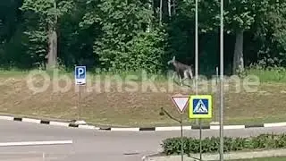 Возле Дворца спорта Олимп бегает дикий лосенок