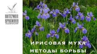 Ирисовая муха. Методы борьбы