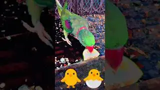 FUNNY 😂🤣 TALKING PARROT Cute 🥰🐣🐈🐥#ytshorts #shorts #youtubeshorts #parrot #mittoo #india