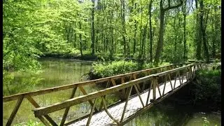 Розмова на тему. Лісове господарство Миколаївщини 18.07.2016