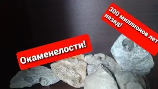 Окаменелости! Каменноугольного периода. 300 миллионов лет назад!