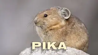 Pika sound