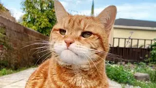 CATS are the best at MAKING US LAUGH   Funny Cat Videos of 2024