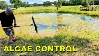 How To Remove Pond Algae Naturally - Top Tips For A Clean & Healthy Pond