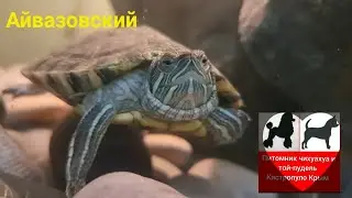 Айвазовский красноухая черепаха 🐢 Кастропуло