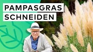 Pampasgras schneiden - Schnitt-Tipps & Pflegetipps vom Experten