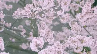 нэнси холод - кошмары