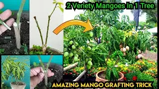 आम खाकर बीज से ऐसा पेड़ उगाया की  अगले सीजन में ही आम देने लगा | Fastest way to grow mango plant