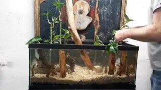 Pothos Tree Aquarium Low Budget Build