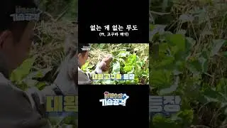 닭명수도 무도 유니버스 #닭명수의기습공격