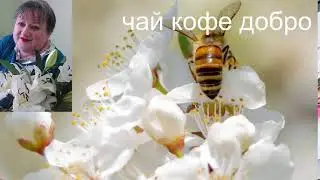 Стрим+Бот ,знакомство общение