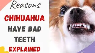 Why Do Chihuahuas Have Bad Teeth: Chihuahua Dental Problems