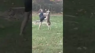 Man vs deer! Fight!!! Not my deer.