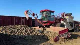 В 2024 году Казахстан достиг рекордного урожая сахарной свеклы