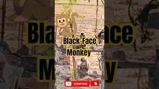 Black face monkey#trending #viralvideo #ytshorts #monkey #animeedit