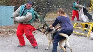 ⚡️Fearless! Attack of fearless bodyguard dogs. #GUARDODESSA Groenendael and East European Shepherd.