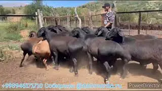 На продажу  Бараны производители Гиссары Ф/Х Фатима Мирзахид Барака Узбекистан