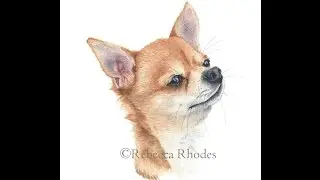 Watercolor Painting Tutorial -  Chihuahua Dog, Course Preview