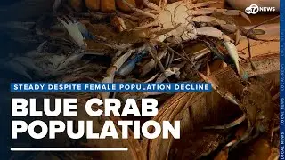 Chesapeake Bay blue crab population remains stable despite drop in female population