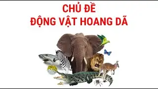 Glenn doman FlashCards - Chủ đề động vật hoang dã