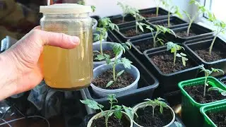 РАСТЕТ КАК НА ДРОЖЖАХ! Вытяжка из суперфосфата и монокалий фосфат для рассады помидоров и перца.