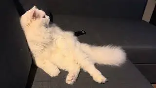 FUNNY CAT VIDEO - Cat watching TV