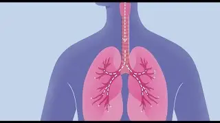 How COVID-19 Affects Your Lungs