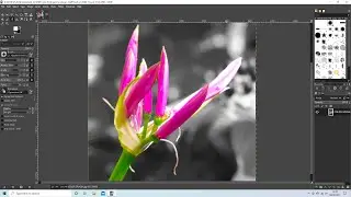 Gimp Tutorial: How To Create A Color Splash Effect Using A Color Image.